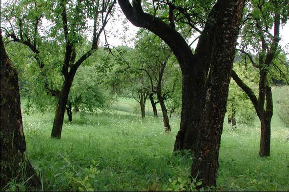 Volwassen bomen: streven < 50 % bodemschaduw Microklimaat door variatie in lichtintensiteit,