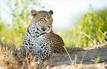 Bescherming van dieren / Observatie van katachtigen (Greater Zet je voor de bescherming van luipaarden en andere katachtigen in de streek van het beroemde Greater Kruger National Park Duur:: 2-12