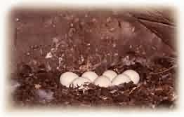 Broeden Eieren zijn meestal wit en rond (oorspr.