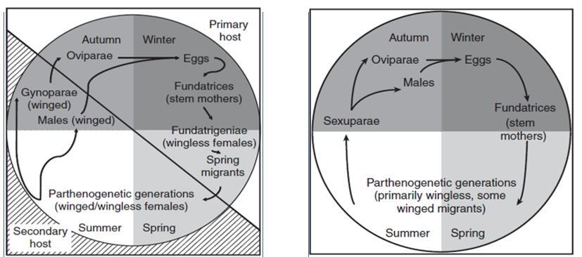 Figuur 4: Tweehuizige (links) en eenhuizige (rechts) levenscyclus (Williams & Dixon, 2007) Afhankelijk van de morfologie, het klimaat, het stadium van de levenscyclus en de functie van de bladluis
