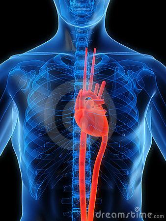 Het hart in de thorax Aan de hand van afbeeldingen en