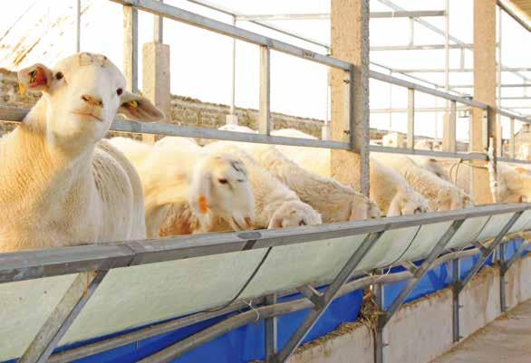 Zuivelproductie bij kleine herkauwers Goede praktijken in de landbouw: