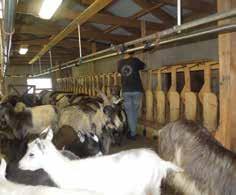 1. Kleine herkauwers loslaten en vastzetten Voor het melken, moeten de geiten zich eerst in het melklokaal bevinden