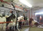 Het vastzetten gebeurt in een traditioneel melklokaal vaak met een beugel die blokkeert als de geit haar hoofd naar