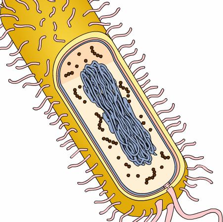 Rondleiding door de cel Interactieve opgaven bij de hoofdstukken 5 t/m 8 van Biology, Campbell Deze module behandelt de volgende delen van hoofdstukken van Campbell s Biology : Hoofdstuk 5.