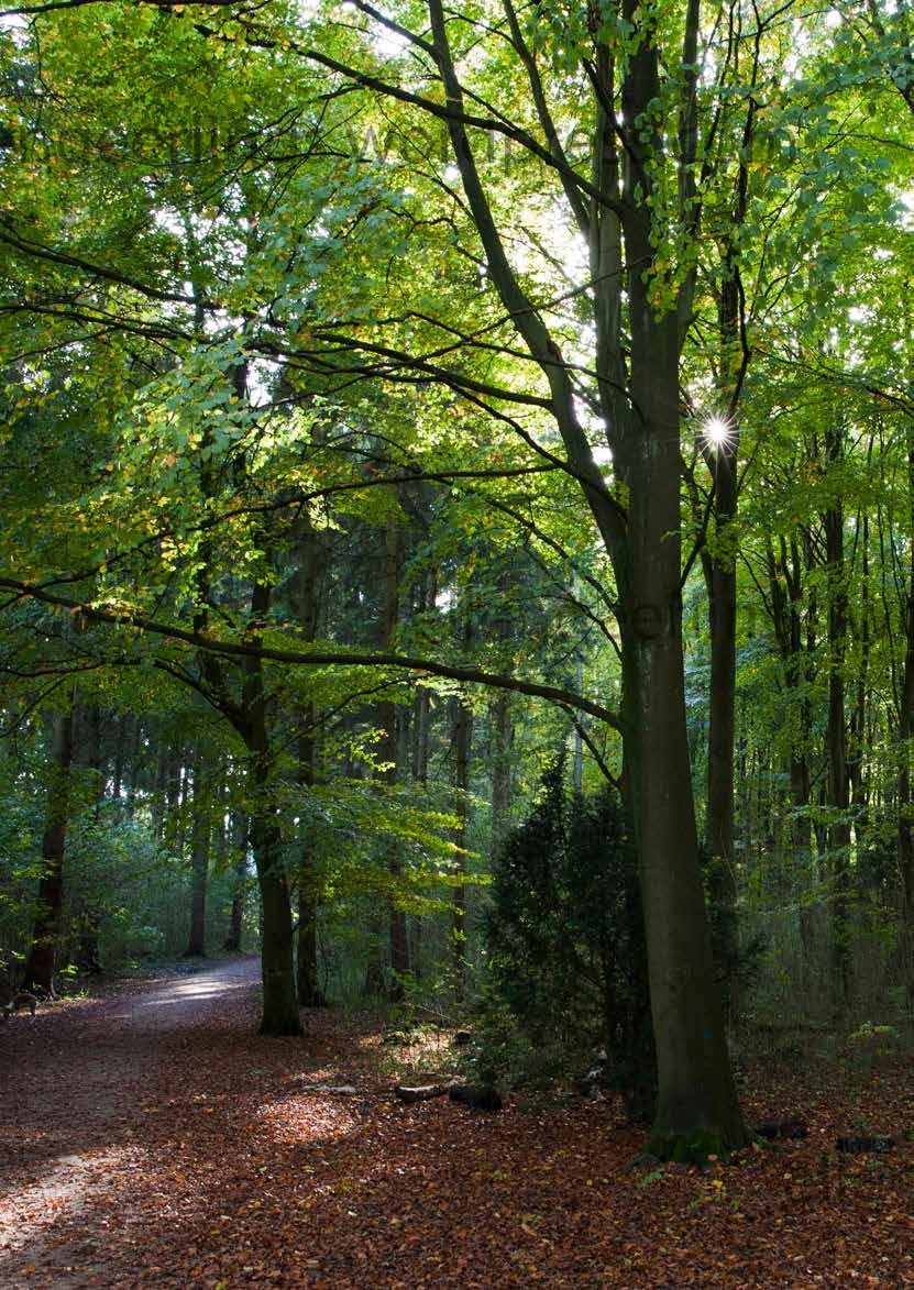 Houthandel Het Anker = Duurzaam! Forest Stewardship Council (FSC ) is een internationale organisatie die zich inzet voor verantwoord bosbeheer wereldwijd.