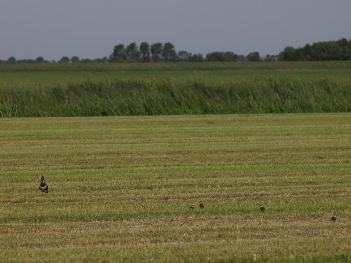 Collectief weide- en akkervogelbeheer Noord-Brabant Nieuwsbrief, nr12 Jonge kieviten zijn erg kwetsbaar zonder beschutting van lang gras Een kuikenstrook (rechts) biedt extra dekking voor deze