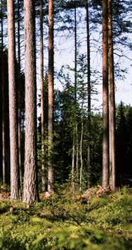 Natuurlijke kringloop: hout kan steeds opnieuw worden gebruikt