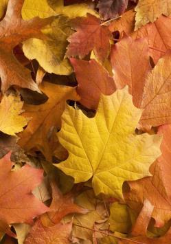 Binnenkort zal hij zich aan iedereen voorstellen in dit bulletin. Vanaf maandag is Herfst het nieuwe thema in groep 1 en 2. Op donderdag 16 oktober gaan alle kleuters lekker naar het bos in Buren.