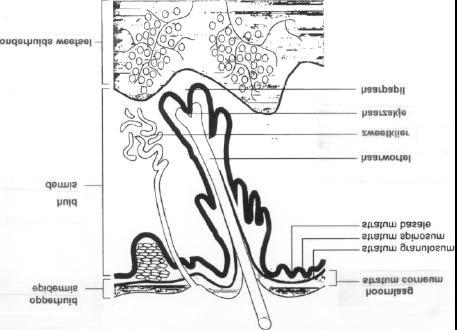 Figuur 2-1 Schematische weergave van de huid (Illustratie ontleend aan 2 ). Het huidabsorptieproces laat zich opdelen in drie stappen.