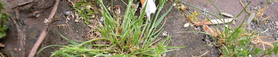 MUURBEGROEIING, BEHEER EN BEHOUD 5. Straatflora Ofschoon de spontane straatflora niet tot de muurvegetatie behoort, moet deze hier genoemd te worden vanwege het voorkomen van het Stijf hardgras.