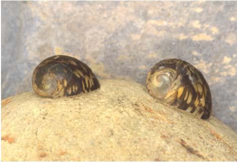 In mei 2006 werd T. fluviatilis voor het eerst weer aangetroffen in de noordelijke Bovenrijn.