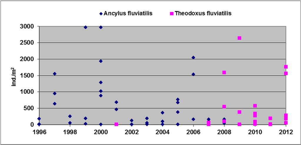 De vorm van T. fluviatilis uit het gebied rond de Zwarte Zee zou ook als cryptische eoot kunnen worden bestempeld, omdat ze genetisch verschilt van de oorspronkelijke Rijnvorm.