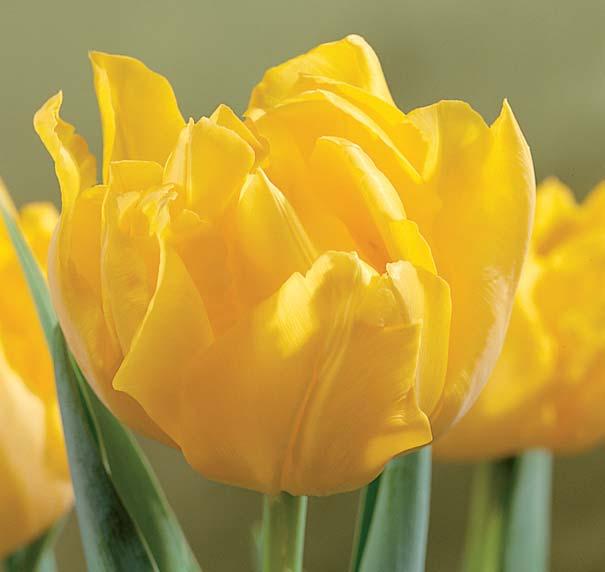 Tabel 3 De aantasting door zuur (Fusarium) tijdens de teelt (gemiddeld van 2 jaar in het leverbaar, 10 dagen na rooien) en de resultaten van de zuutoets uitgevoerd in 2010 door PPO Lisse (op met