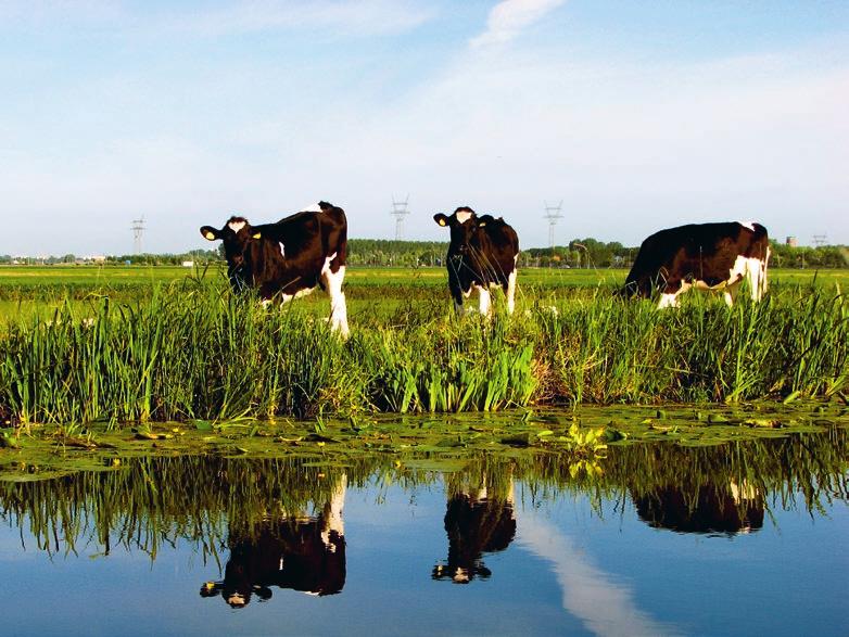 voldoende oppervlaktewater en