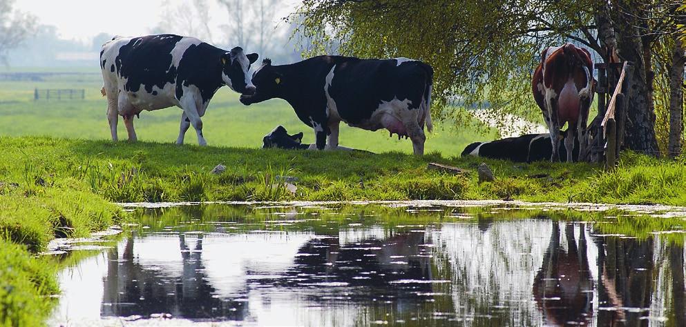 Doe mee aan Wijs met Water Informatie Wilt u deelnemen of meer informatie? Neem contact op met Projecten LTO Noord: Noen Lambers (nlambers@ projectenltonoord.