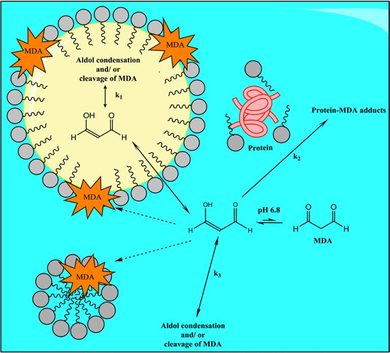 Malondialdehyde een aantal onverwachte bevindingen!