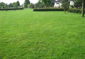 Dit type gras wordt meest toegepast in woonwijken, parken, centrumgebieden en industrieterreinen.
