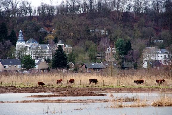 Stapsteen t Zwanenbroekje is een particulier initiatief, ongeveer tien jaar geleden gestart, waarbij landbouwgronden worden omgezet in natuur.