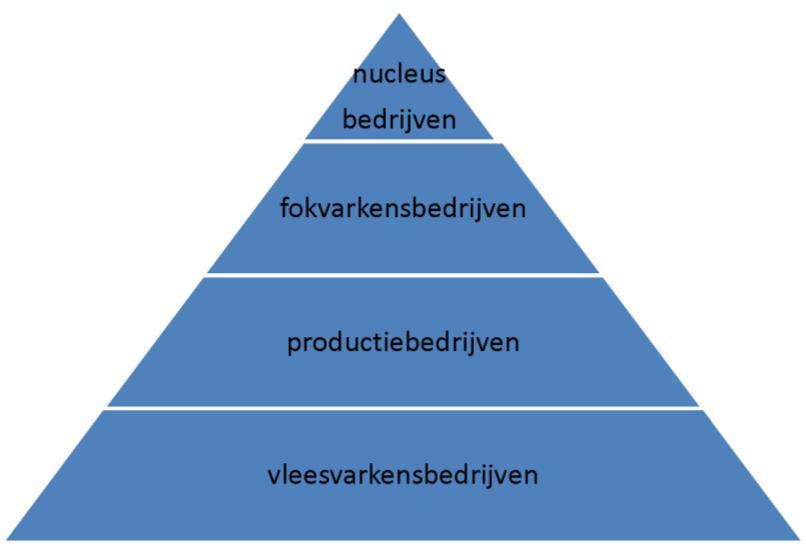 Figuur 8: Productiepiramide varkenshouderij 5.2.3.