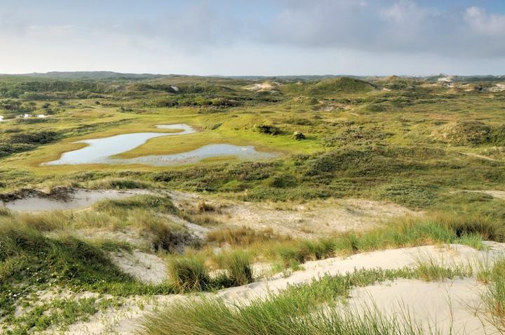 Dodaars Boomleeuwerik Grasmus Fitis Kleine plevier