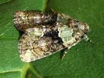 In de familie van de Noctuidae werden in deze locatie 4 nog niet eerder gespotte soorten gezien te weten; Agrochola lunosa (maansikkeluil), Cryphia