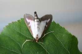 8. Nieuwe soorten micro Bij de familie Tortricidae werden 2 nog niet eerder vermelde, voor het Abtswoudse bos, soorten gespot, Acleris forsskaleana (kleine boogbladroller), Epinotia nisella
