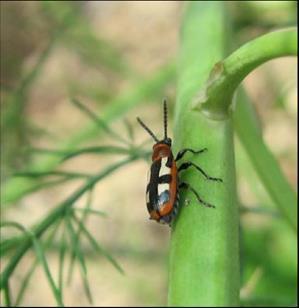 Activiteiten Nieuws uit de Moestuin Insectenplaag van aspergevlieg of aspergehaantje Elk seizoen heeft wel zijn eigen specificiteit.