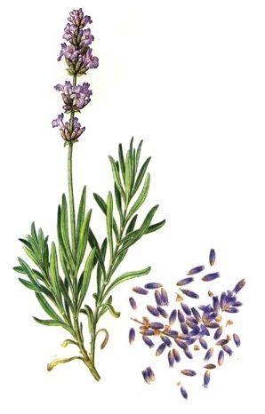 Weten jullie dat om 1kg lavendel essentie te krijgen heb je 2000 kg lavendel bloemen nodig? 1kg rozen essentie heb je 3000 kg rozen blaadjes voor nodig?