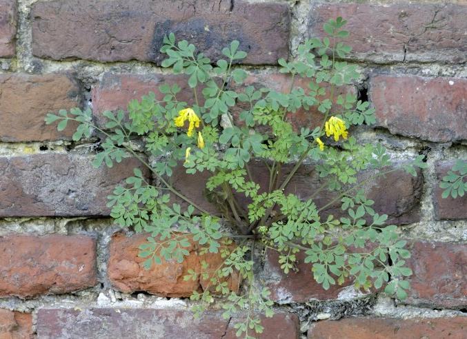 Flora- en faunawet 13 soorten muurplanten zijn beschermd (vanaf