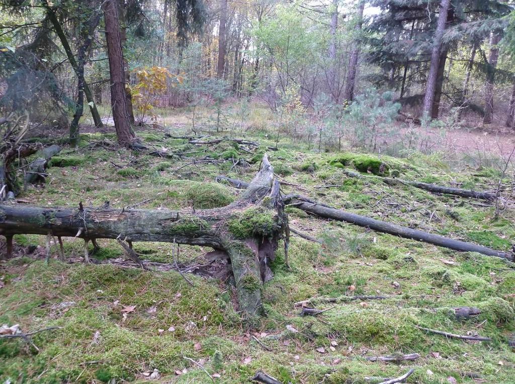 4 BESCHRIJVING VAN DE BIOTOPEN A NAALDBOS Open plek met liggend dood hout in naaldbos In de Maashorst is in vroeger jaren veel naaldbos aangeplant.