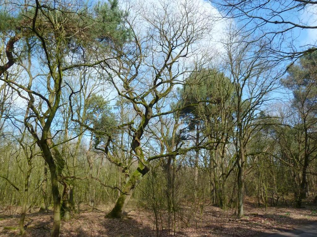 Algemene soorten die we in alle bekeken naaldbossen van de Maashorst volop aantreffen zijn Gewoon gaffeltandmos (Dicranum scoparium), Fraai haarmos (Polytrichum formosum), Gesnaveld klauwtjesmos,