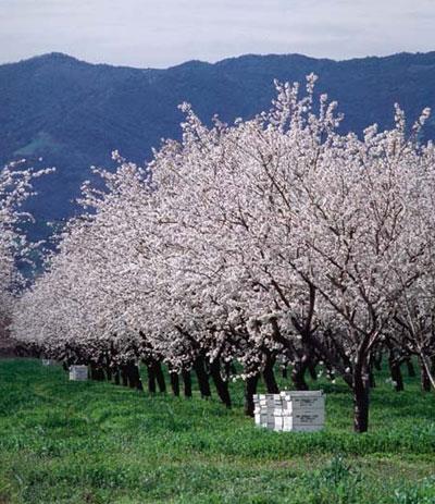 Bloembezoek vaker naarmate % halfnatuurlijke begroeiing in omgeving toeneemt (Amandelboomgaarden, Californië) honingbij Wilde bijen zweefvliegen samen Journal of