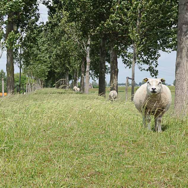 - 29 - Voorbeeld van een