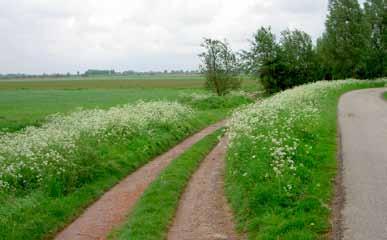 FAB en omgeving: het landschap doet mee Sinds een aantal jaren doen agrarische ondernemers ervaring op met de toepassing van Functionele Agrobiodiversiteit (FAB) om ziekten en plagen in