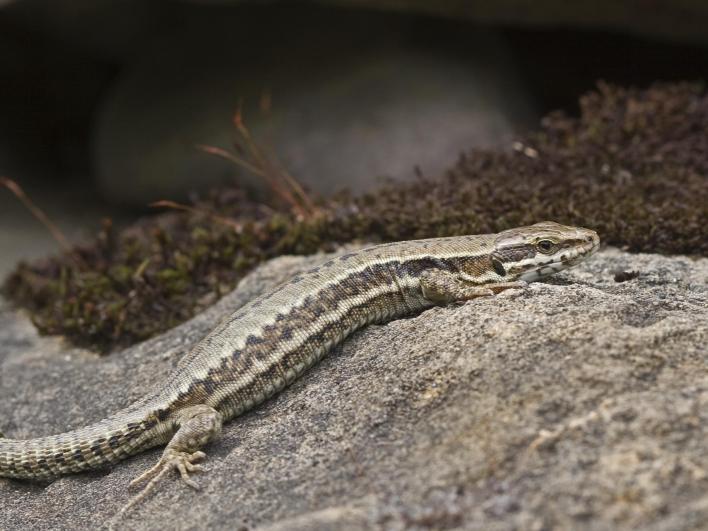 4 Vochtige heide Levendbarende hagedis De levendbarende hagedis is afhankelijk van vochtige heide.