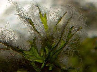 Een hoog ontwikkelde alg, die we waarnemen als een uitgesproken stugge, warrige, vertakte, grijs- tot blauwgroene alg op bladranden, hout en steen.