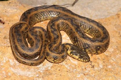 In deze streek kom je ook de adderringslang (Natrix maura) tegen. Deze slang leeft in geheel westelijk Europa en de eilanden, maar niet in Nederland.