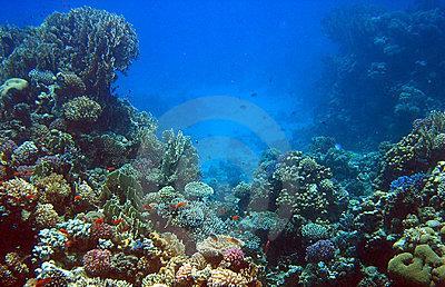 Kweek je eigen koraal De verwoesting van koraalriffen ging Peter Henkemans aan het hart. Tevergeefs zocht men naar kweeksystemen voor koralen.