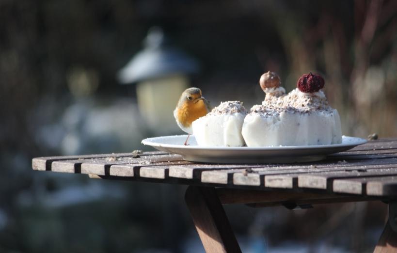 Soort van de maand De expositie Soort van de maand belichtte 12 planten en dieren die iedereen denkt te kennen: sneeuwklokje, mol, veldmuis, kievitsbloem, pimpelmees, lieveheersbeestje, dagpauwoog,