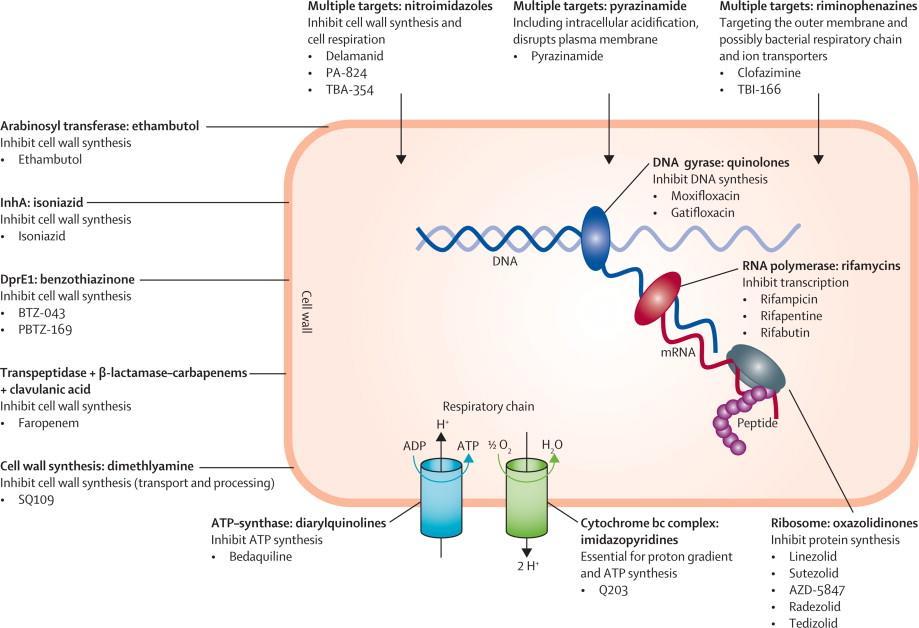 PAS: Inhibits synthesis DNA precursors Others: - Thioamides - Cycloserine Adapted from The Lancet