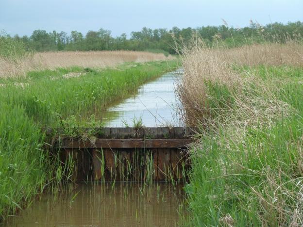 Bomen, struwelen, ruigten en oeverzones en graslanden bieden nestgelegenheid aan bijvoorbeeld eksters, merels, koolmezen, winterkoningen, putters, rietgorzen, meerkoeten et cetera.