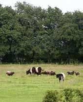 cementplaat Eikenhout Dak Riet Pan Grijs Rood