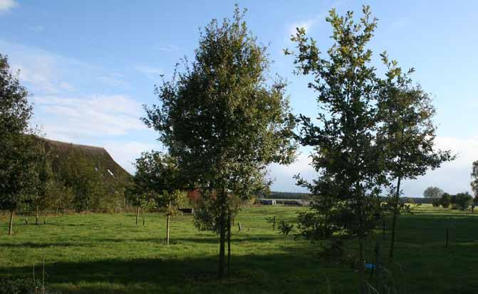 Beeldkwaliteitsplan Gemeente Westerveld blz. 76 Veldontginningen landschap blz.