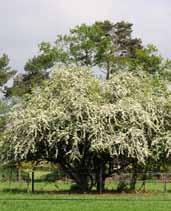 Notenboom Middelgrote bomen