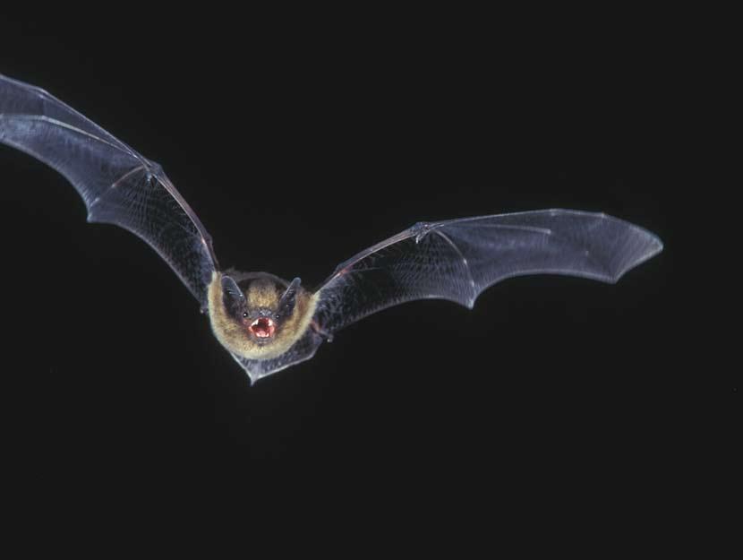 Het hogere luchtruim boven het Zoet Water bleek een uitgelezen foerageerterrein voor de snelvliegende rosse vleermuizen (Nyctalus noctula) en bosvleermuizen (Nyctalus leisleri).