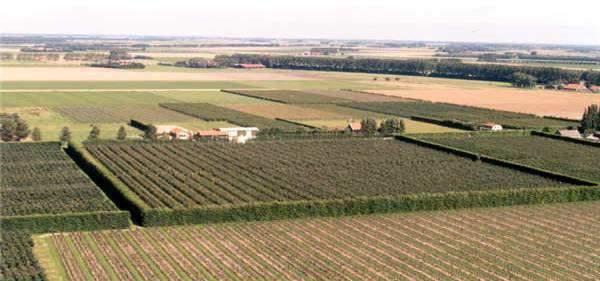 3. Het aanplanten van hagen rond boomgaarden en in de hopteelt De landbouwer beslist over de aanplanting van een haag in functie van de nabijheid van de percelen tot oppervlaktewater en de