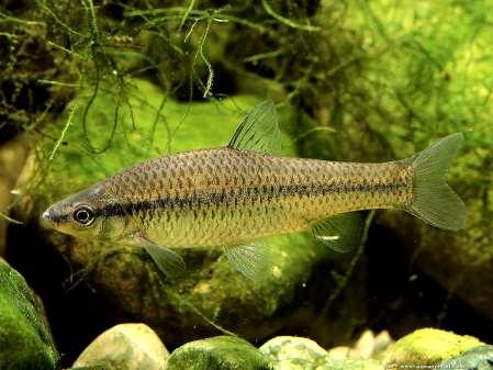 Blauwband (Pseudorasbora parva) Karperachtige (familie Cyprinidae)