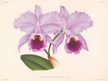 In 1838, zo ongeveer op het hoogtepunt van de orchideeënkoorts in West-Europa, beschreef John Lindley in Edwards Botanical Magazine een nieuwe soort: Cattleya perrinii.