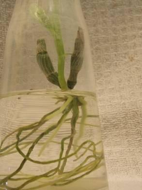 Ook de Phalaenopsis-keiki's hebben het moeilijk. De luchtworteltjes doen het niet in het water en sterven een voor een af.
